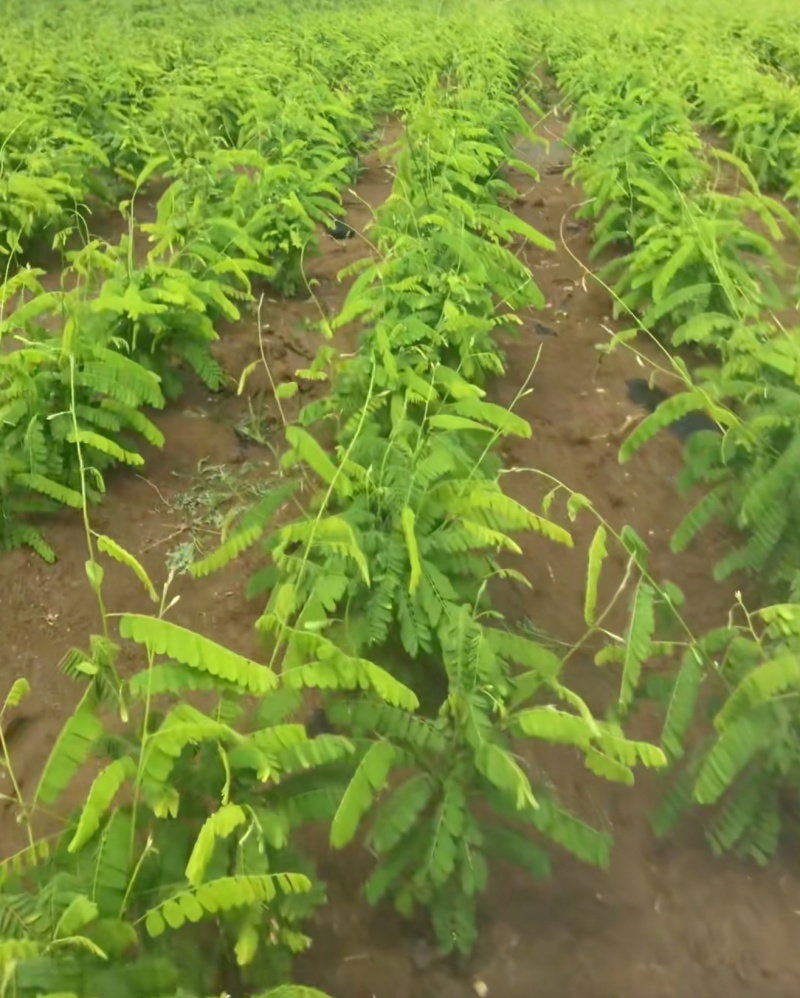 广东湛江鸡骨草