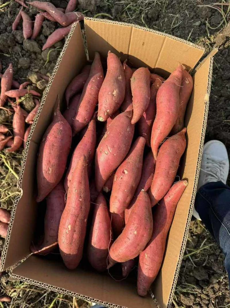 河南精品西瓜红，口感香甜，条型好，基地现挖现发