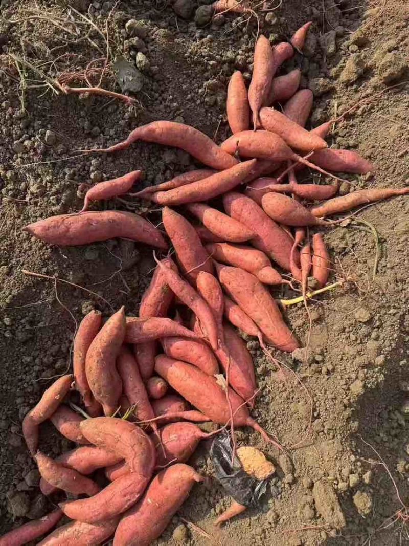 河南精品西瓜红，口感香甜，条型好，基地现挖现发