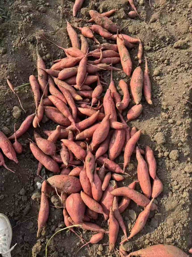 河南精品西瓜红，口感香甜，条型好，基地现挖现发