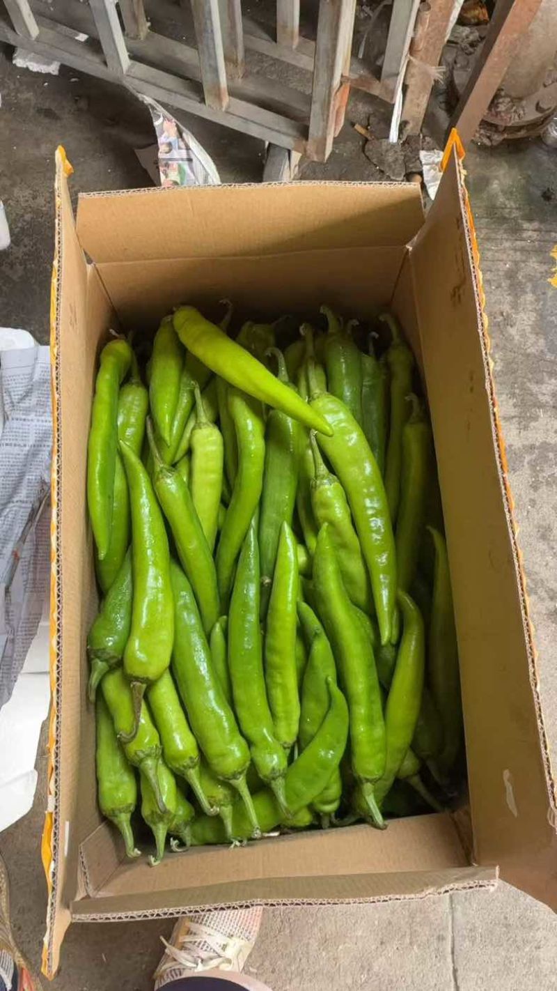 河南商丘尖椒
