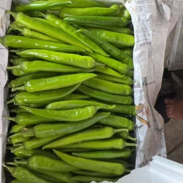河南商丘尖椒