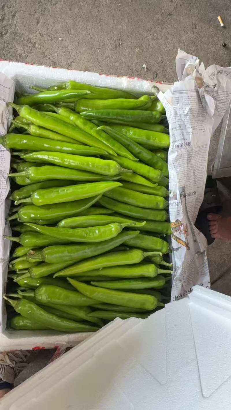 河南商丘尖椒