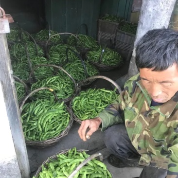 马掌豆角