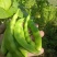 马掌豆角
