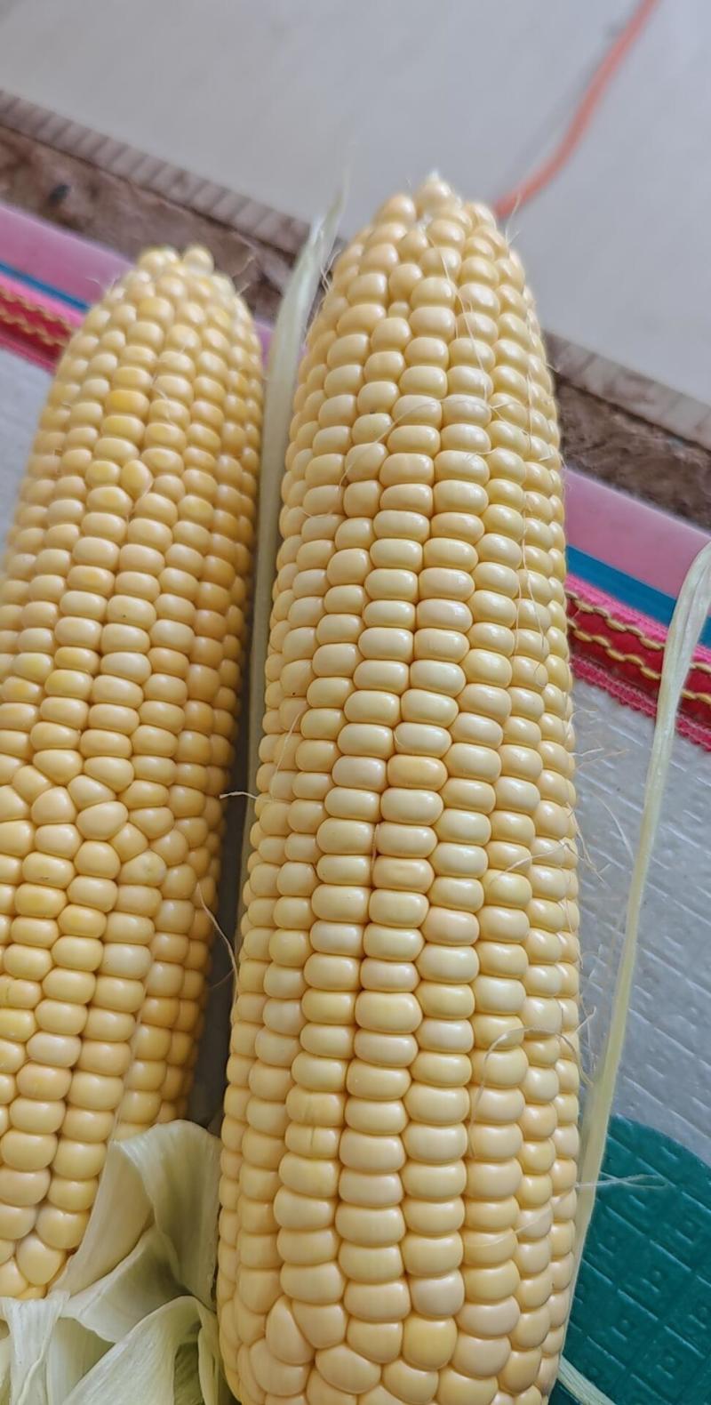 鲜玉米