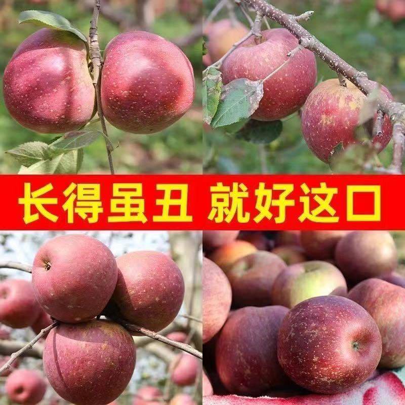 正宗云南昭通高原冰糖心丑苹果产地直发支持一件代发