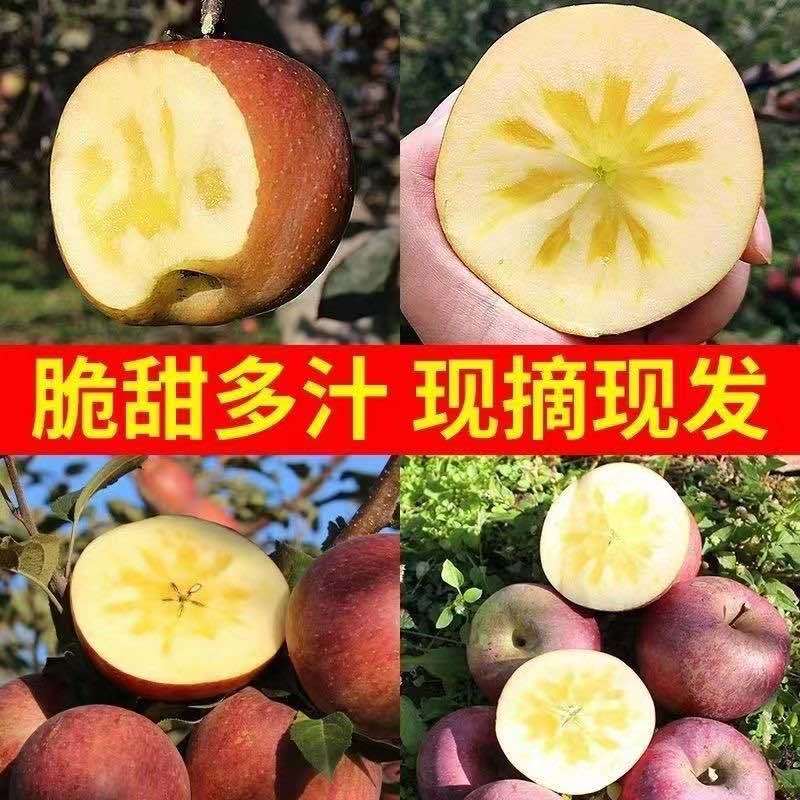 正宗云南昭通高原冰糖心丑苹果产地直发支持一件代发