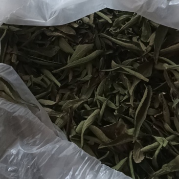 聊城东阿县甜叶菊