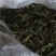 聊城东阿县甜叶菊