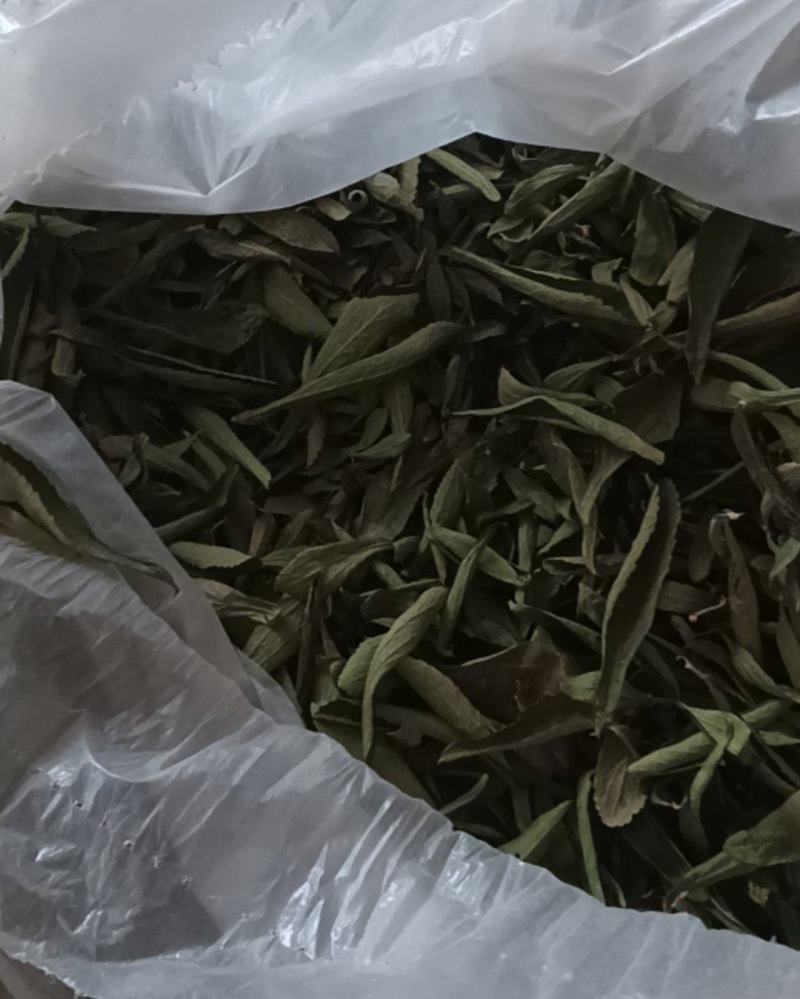 聊城东阿县甜叶菊