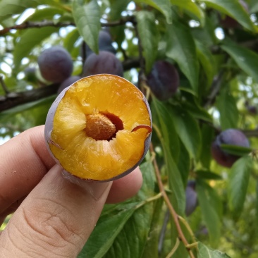 樱桃李