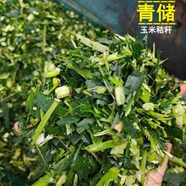 青储玉米秸秆压块