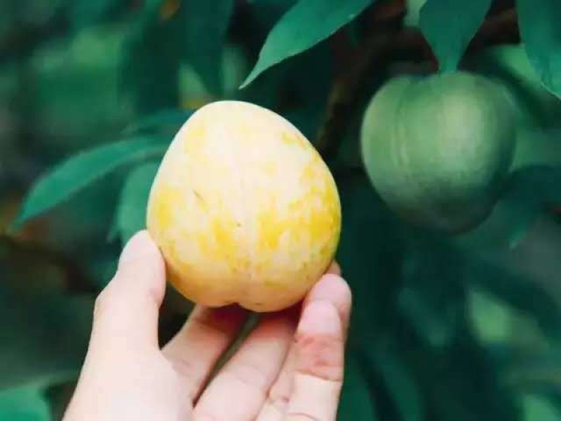 香甜脆口的黄金奈李