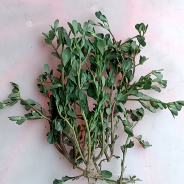 马苋菜8