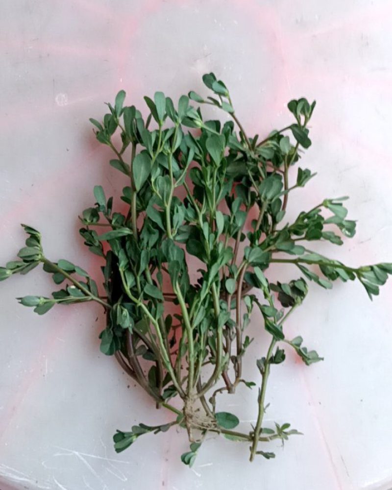 马苋菜8