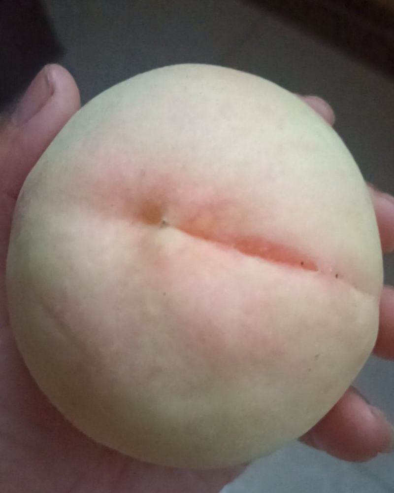 仙桃