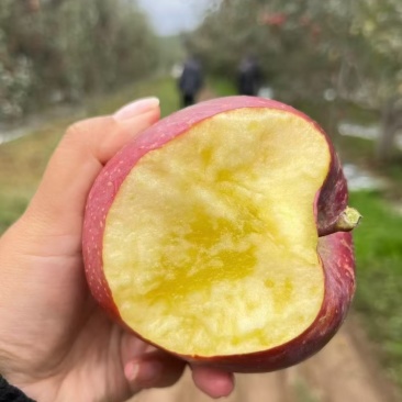 云南昭通冰糖心丑苹果