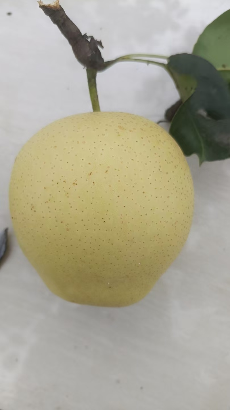 皇冠梨