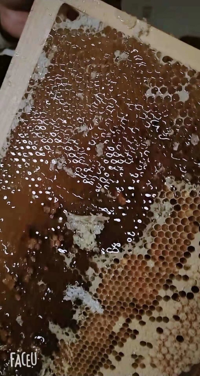 中蜂，土蜂蜜