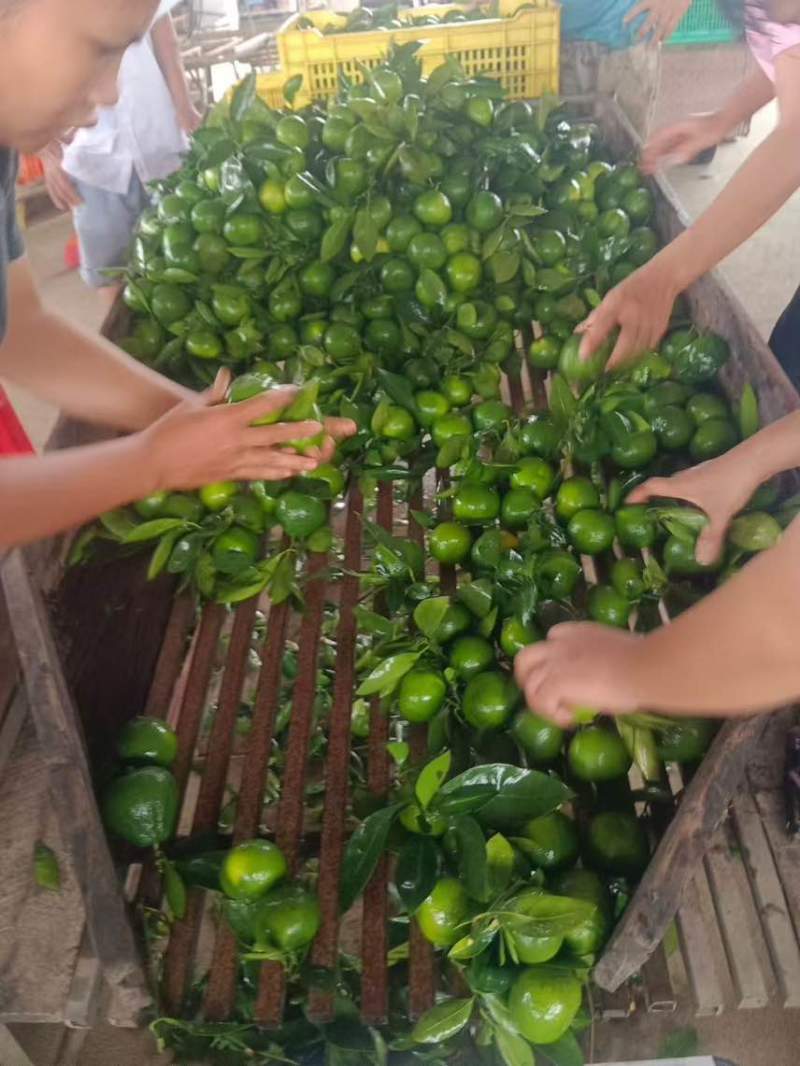 特早蜜橘上市了