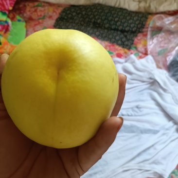 石黄果