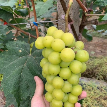 自种阳光玫瑰