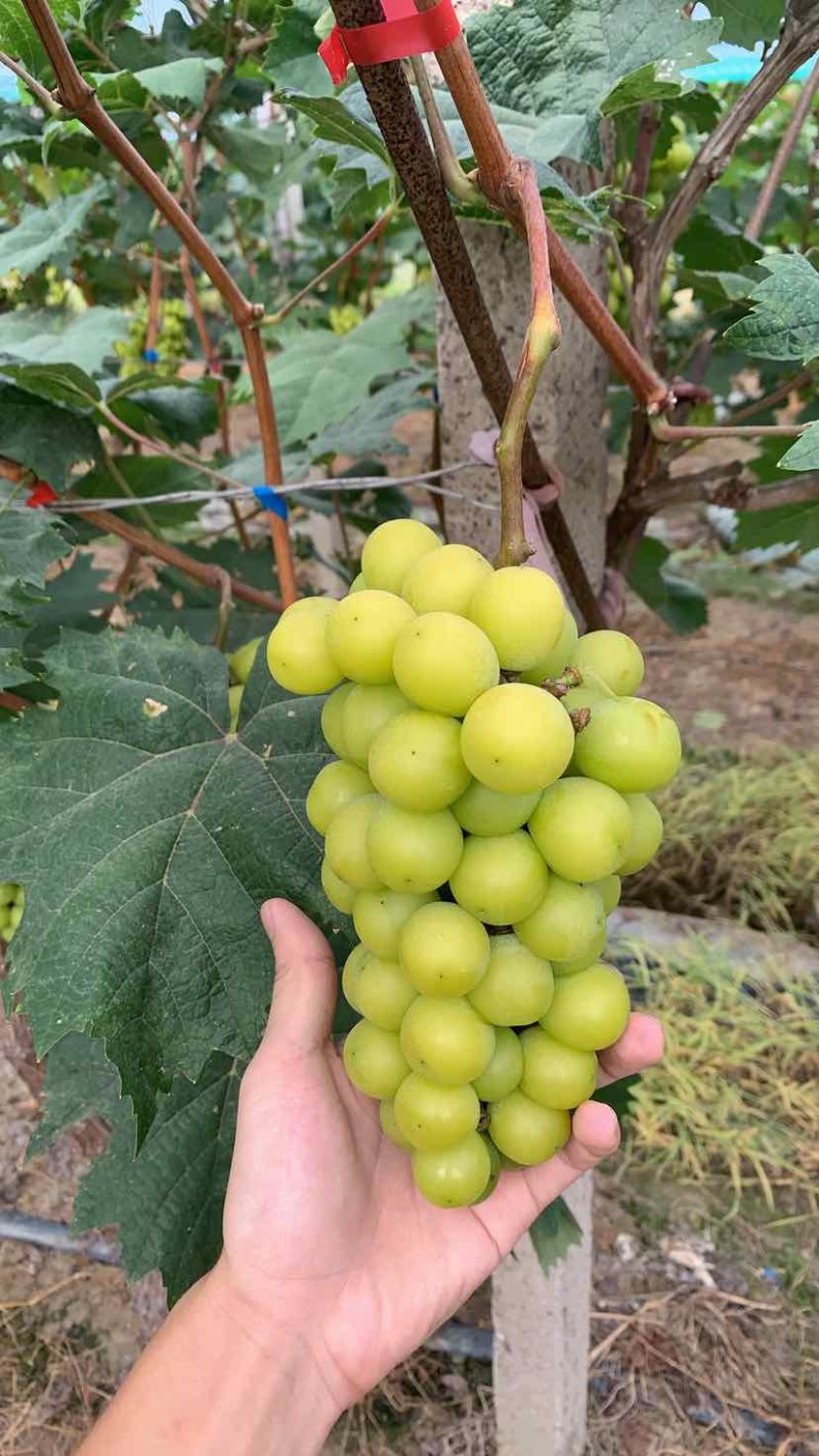 自种阳光玫瑰
