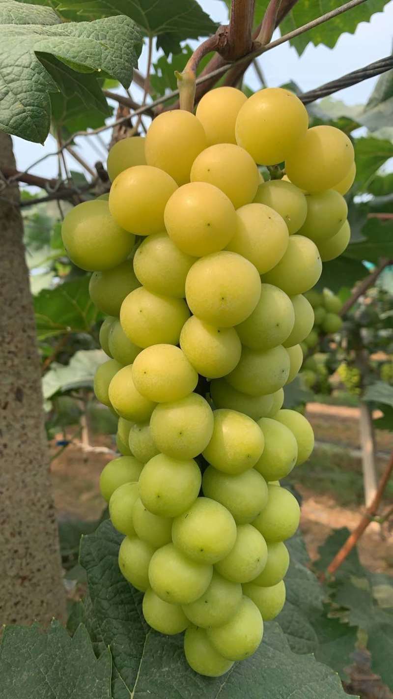 自种阳光玫瑰
