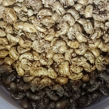 知了猴皮多少钱一斤，或者多少钱一个