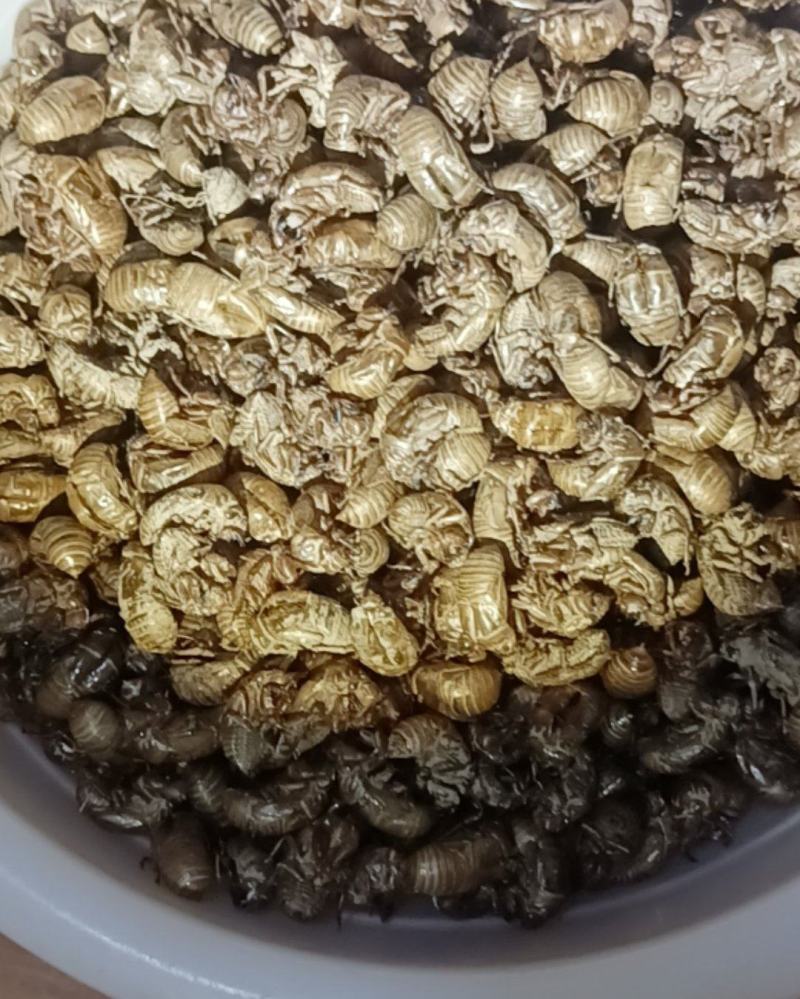 知了猴皮多少钱一斤，或者多少钱一个