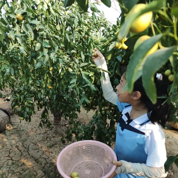 陕西大荔冬枣