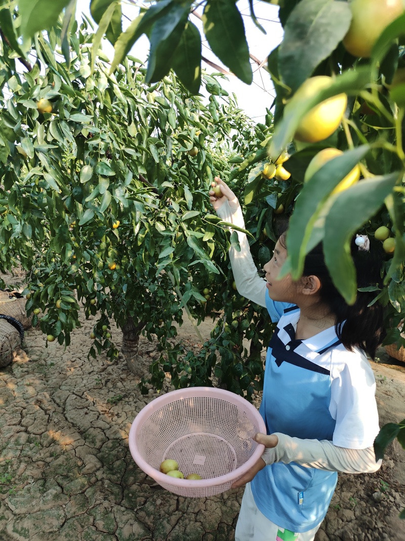 陕西大荔冬枣