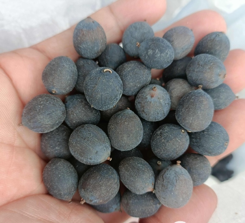 带皮晒干莲子