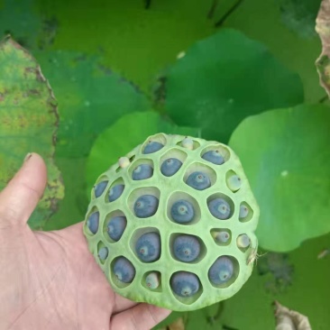 自然晒干莲子壳