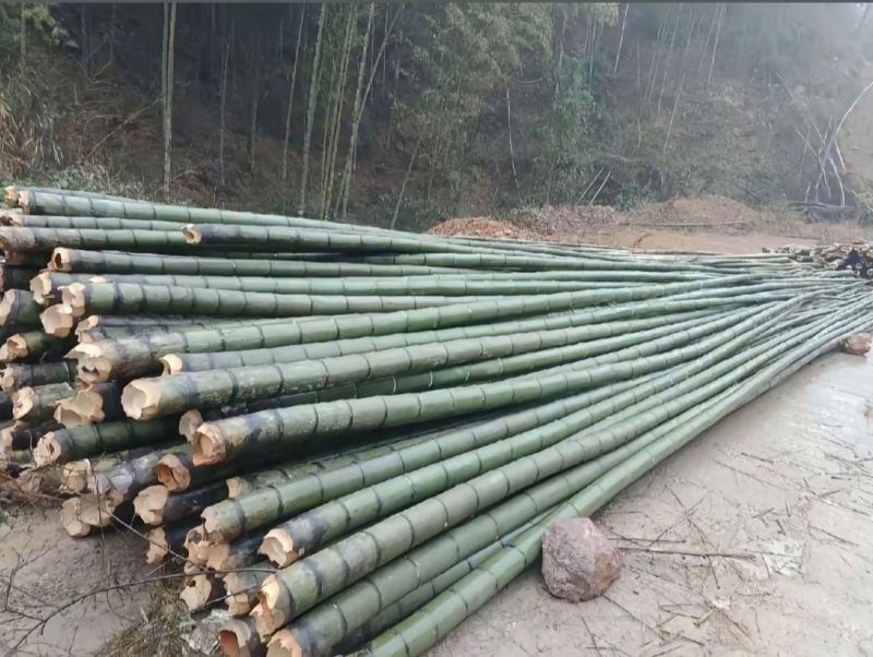 贵州楠竹
