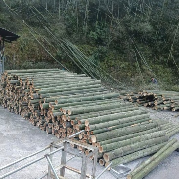 贵州楠竹