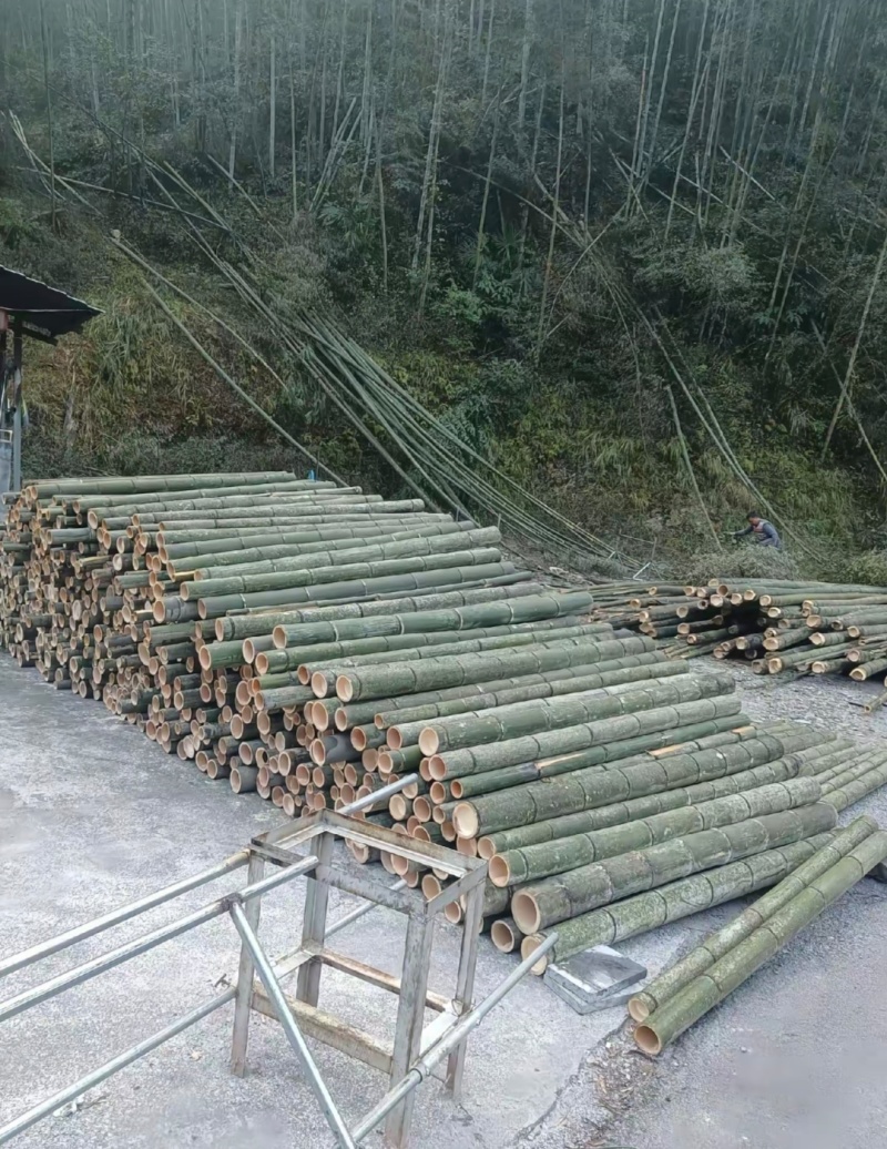 贵州楠竹