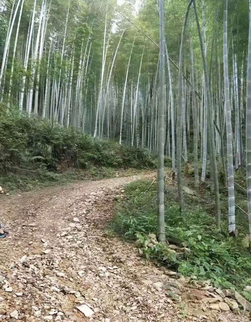贵州楠竹