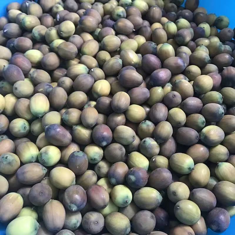 新鲜成熟老莲子米褐色带壳带芯新鲜老莲子米当天现摘现剥不带蓬
