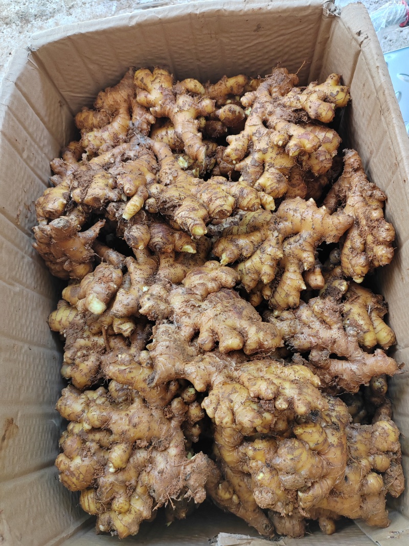 生姜