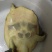 甲鱼