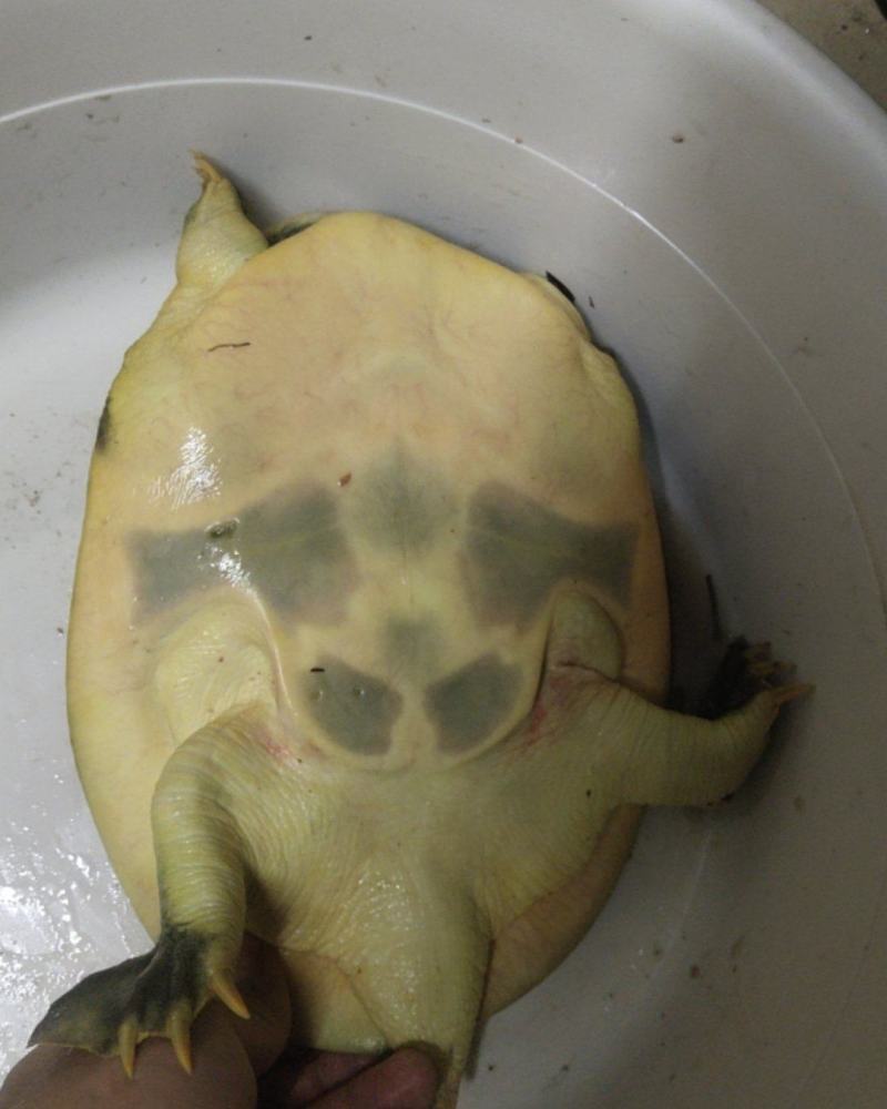 甲鱼