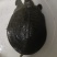 甲鱼
