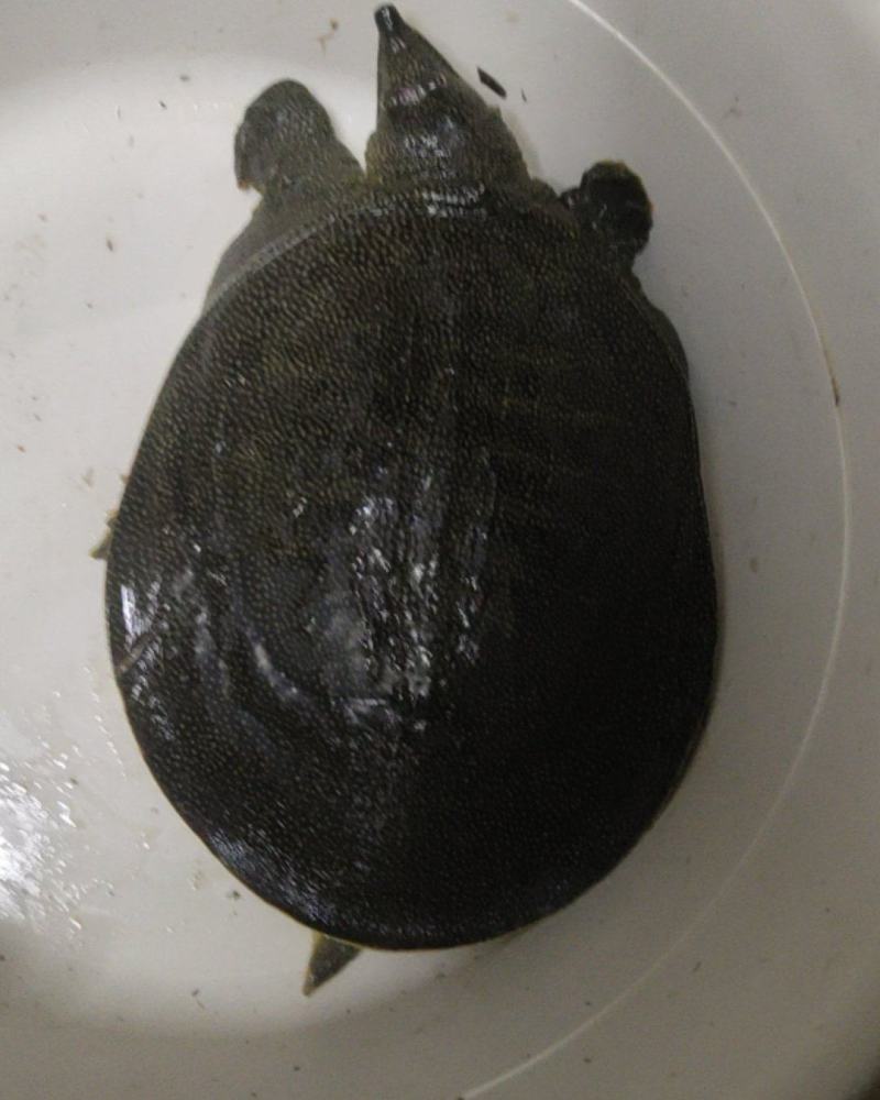 甲鱼
