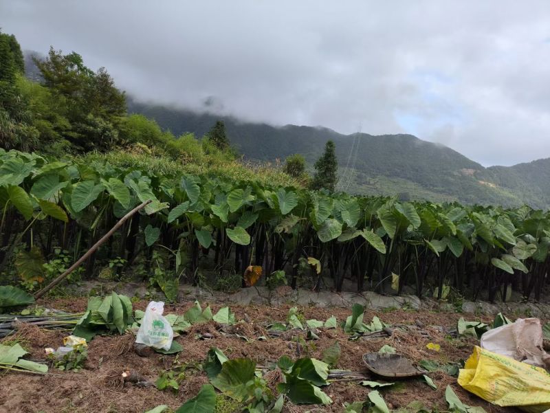 台州天台高山芋头，有收购的老板吗？