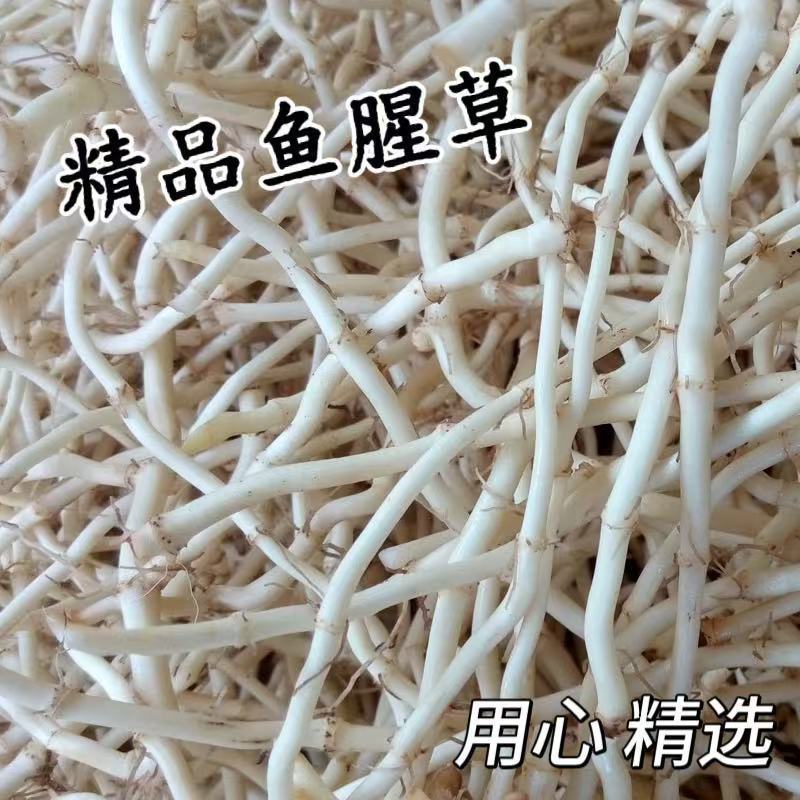 新根上市鱼腥草节节根可一件代发
