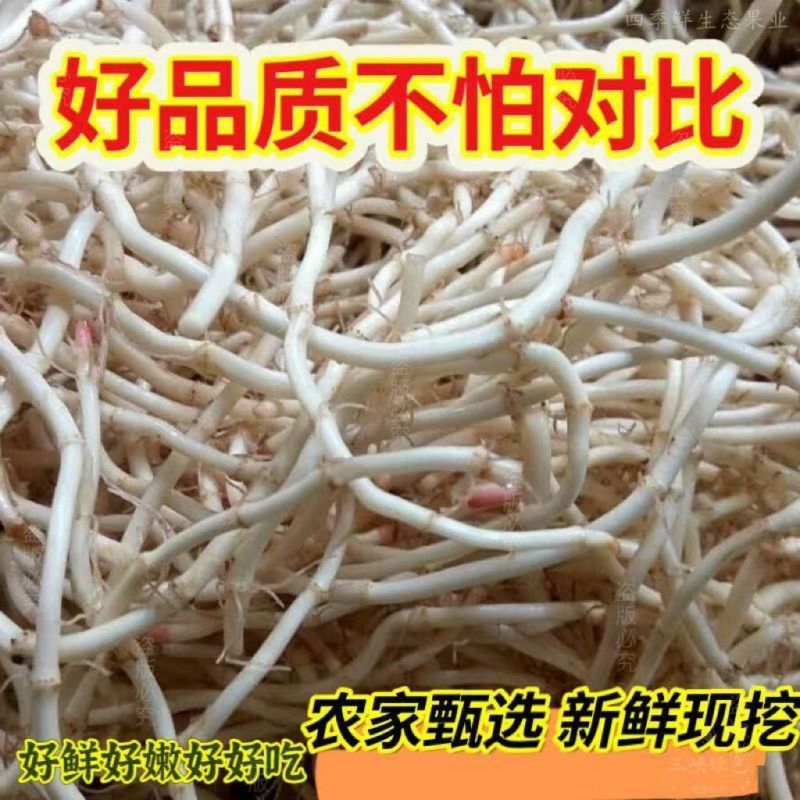 新根上市鱼腥草节节根可一件代发
