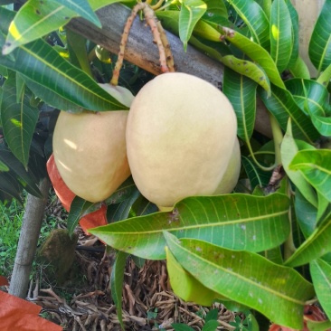 香蕉皮黄皮色，味甜糯