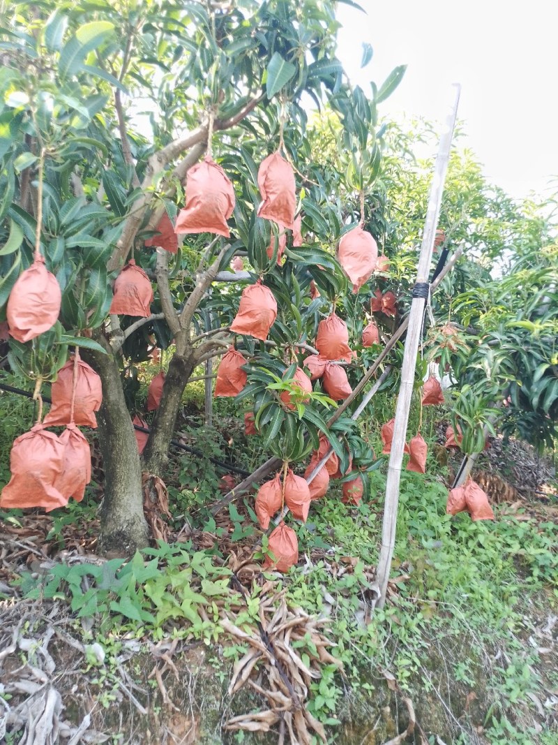 香蕉皮黄皮色，味甜糯